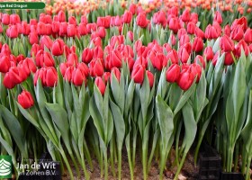 Tulipa Red Dragon ® (1)